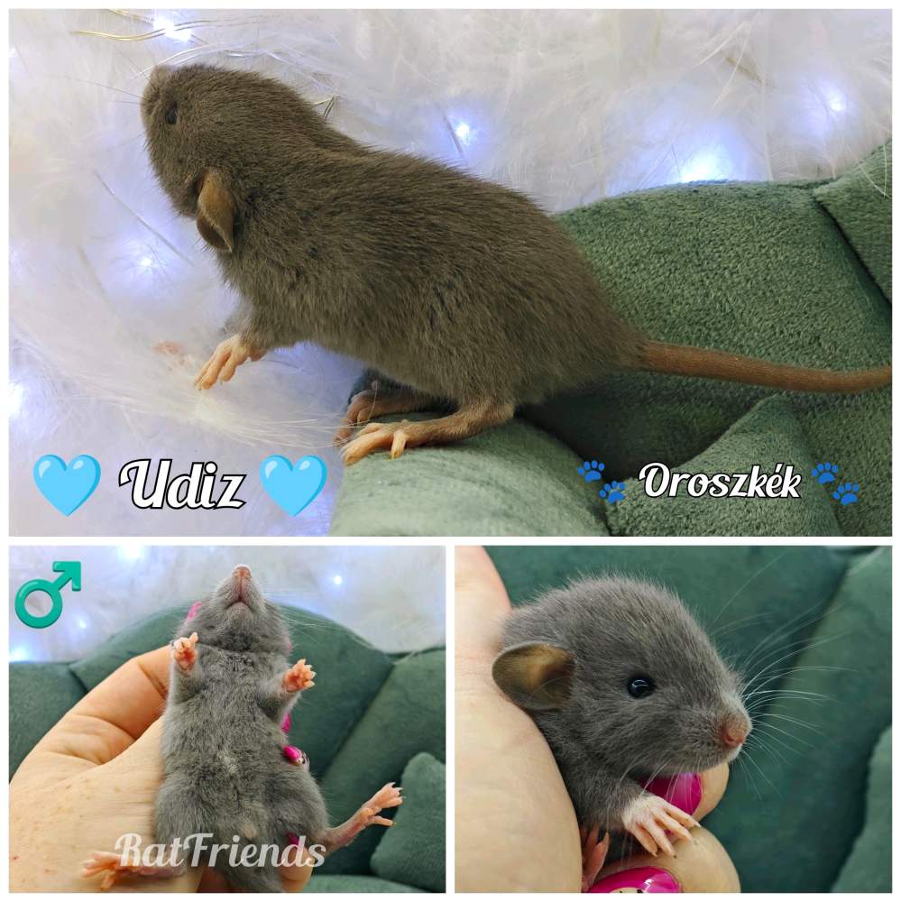 Fancy rat Available for rehoming Rattus norvegicus 