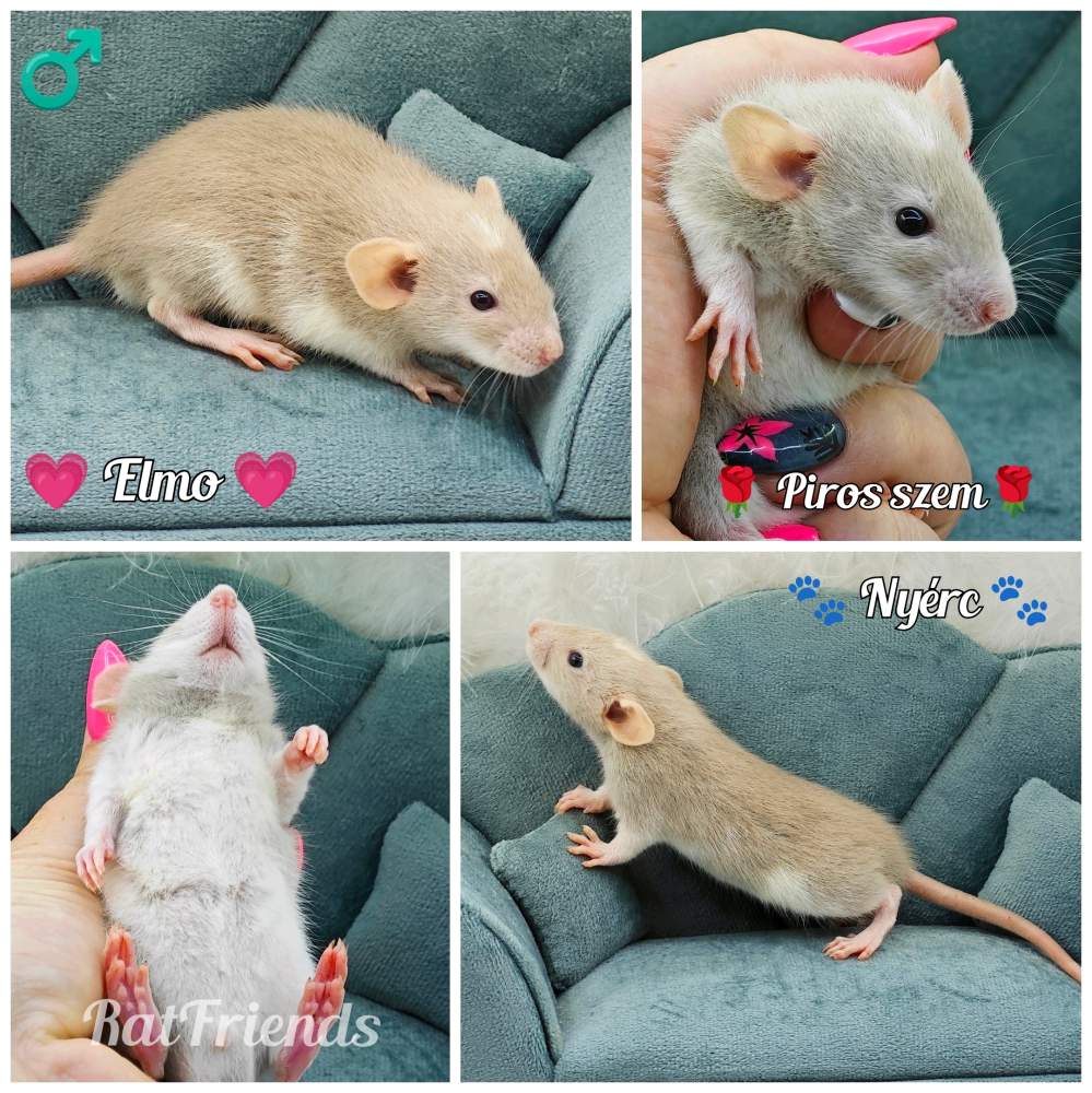 Fancy rat Rehomed Rattus norvegicus 