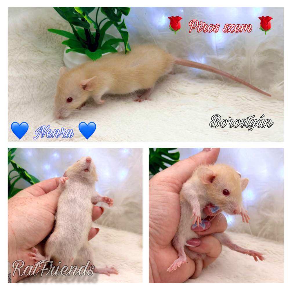 Fancy rat Available for rehoming Rattus norvegicus 