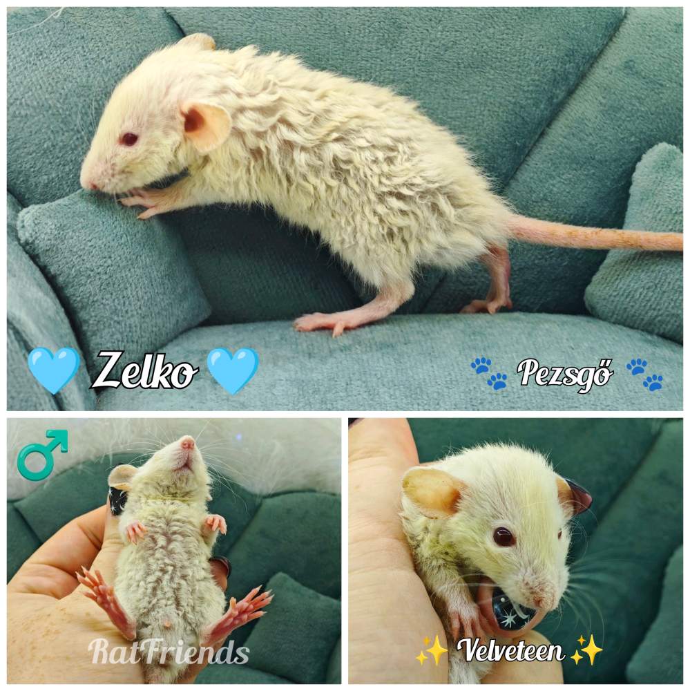 Fancy rat Available for rehoming Rattus norvegicus 