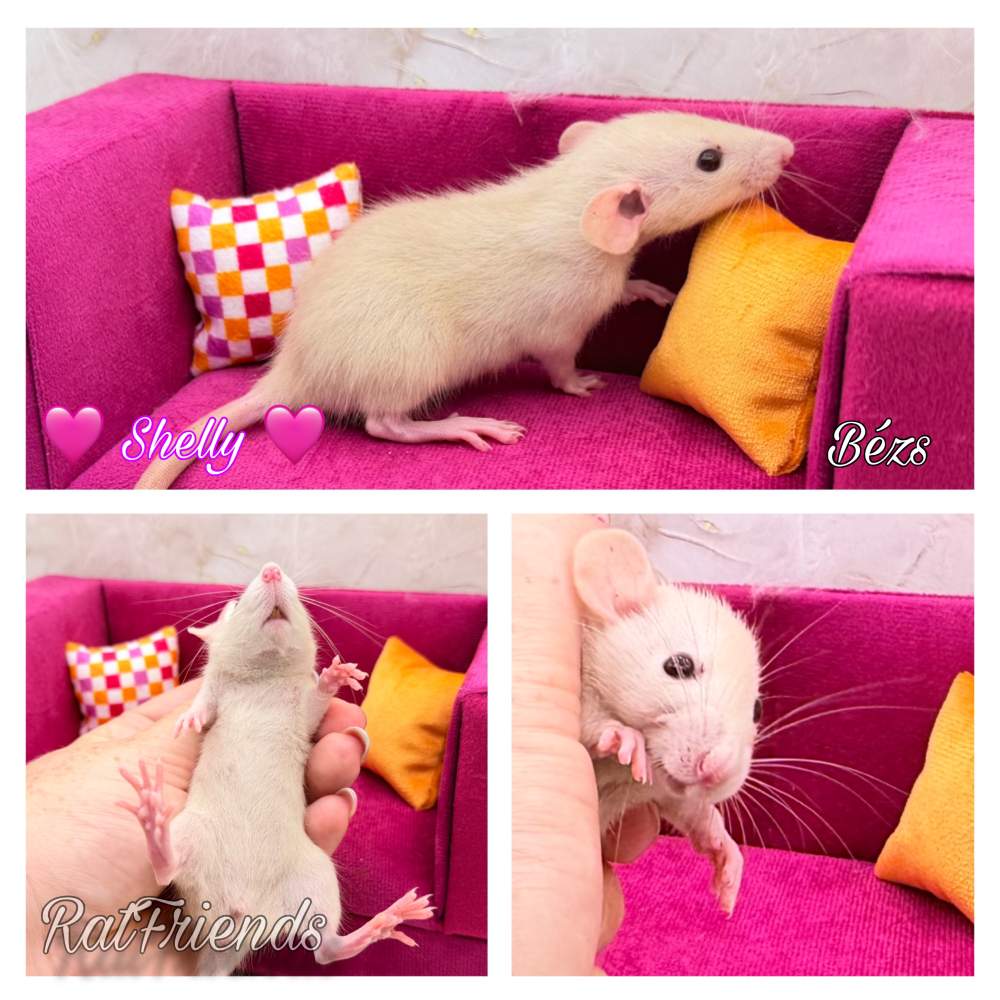 Fancy rat Breeder Rattus norvegicus 