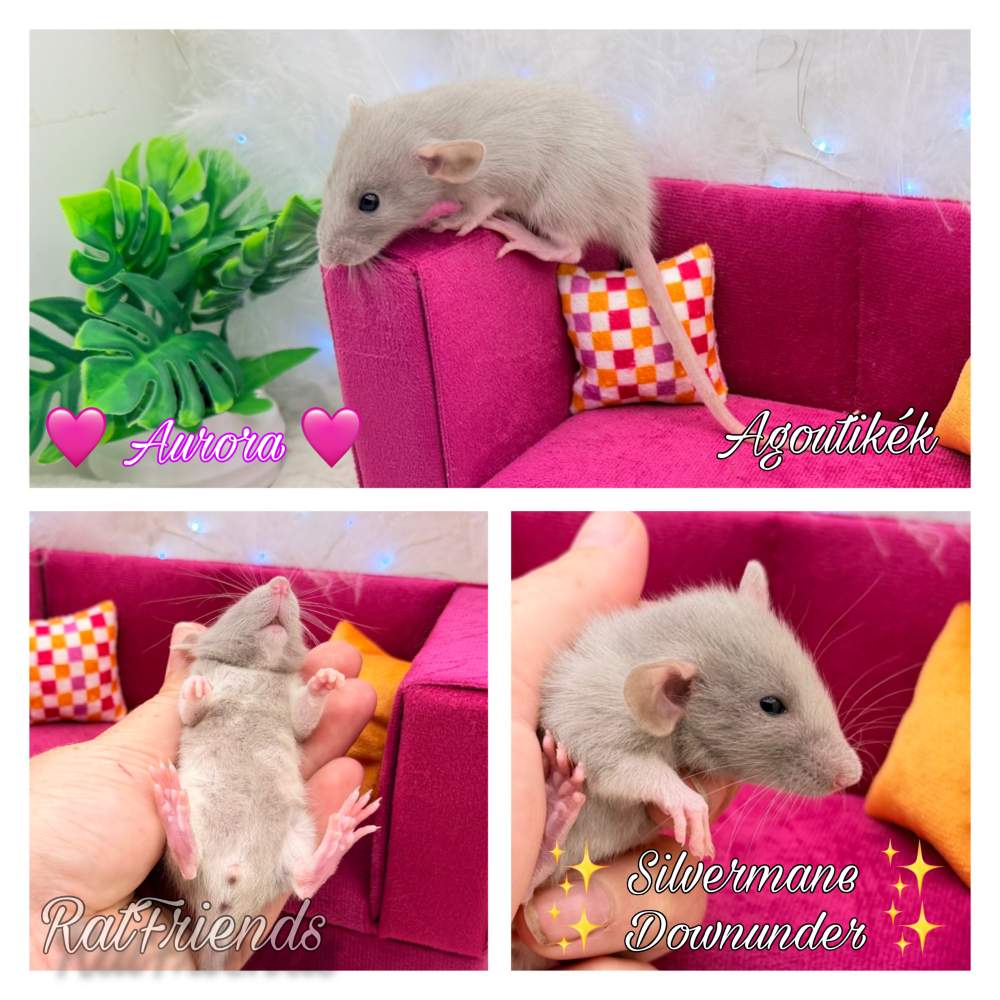 Fancy rat Available for rehoming Rattus norvegicus 