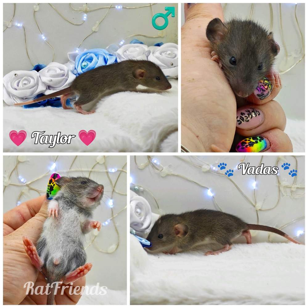 Fancy rat Show animal Rattus norvegicus 
