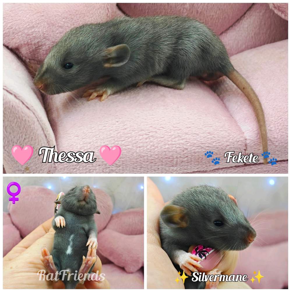 Fancy rat Available for rehoming Rattus norvegicus 