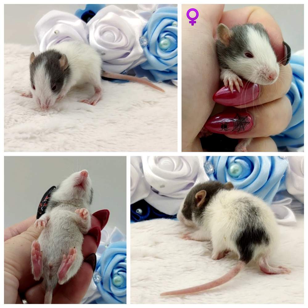 Fancy rat Breeder Rattus norvegicus 
