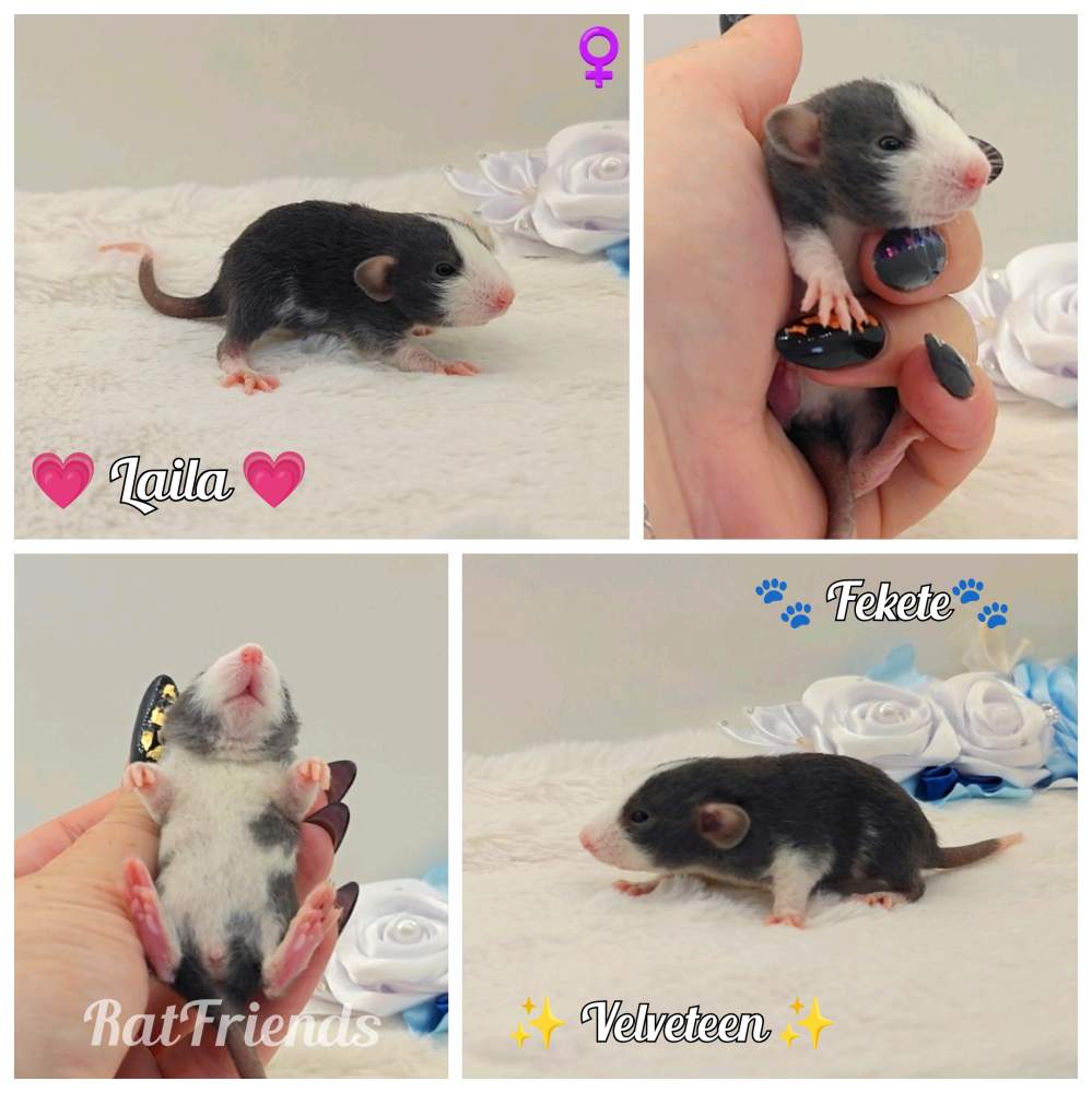 Fancy rat Available for rehoming Rattus norvegicus 