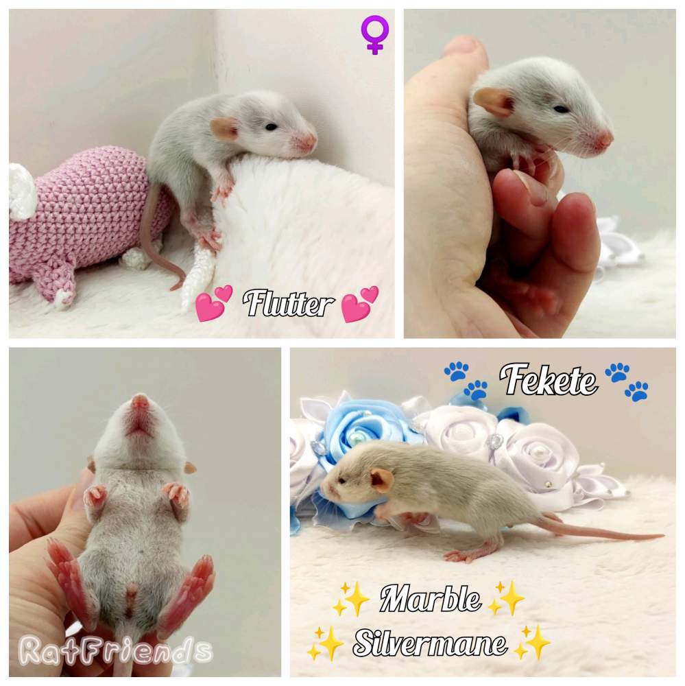 Fancy rat Breeder Rattus norvegicus 