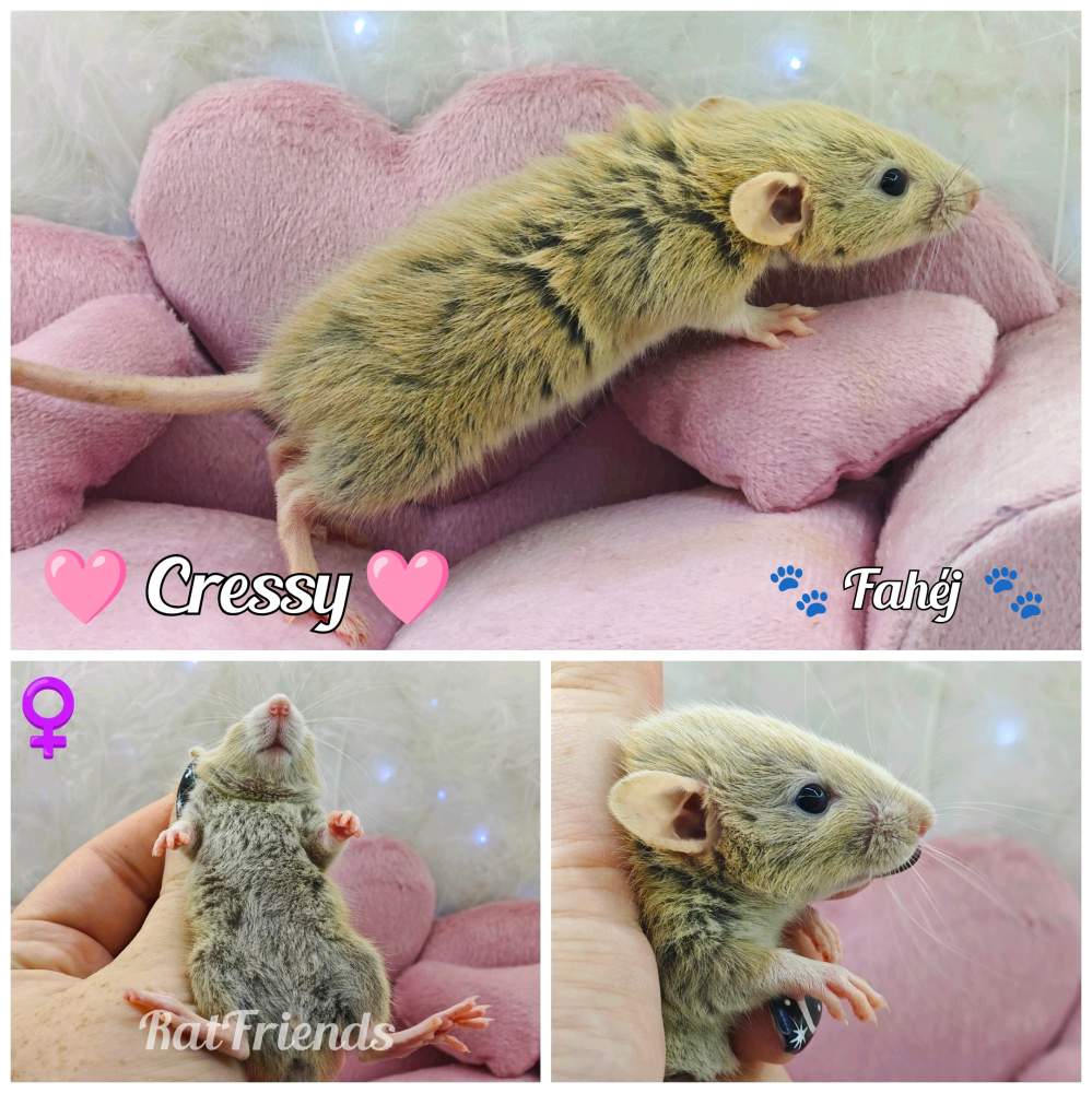 Fancy rat Available for rehoming Rattus norvegicus 
