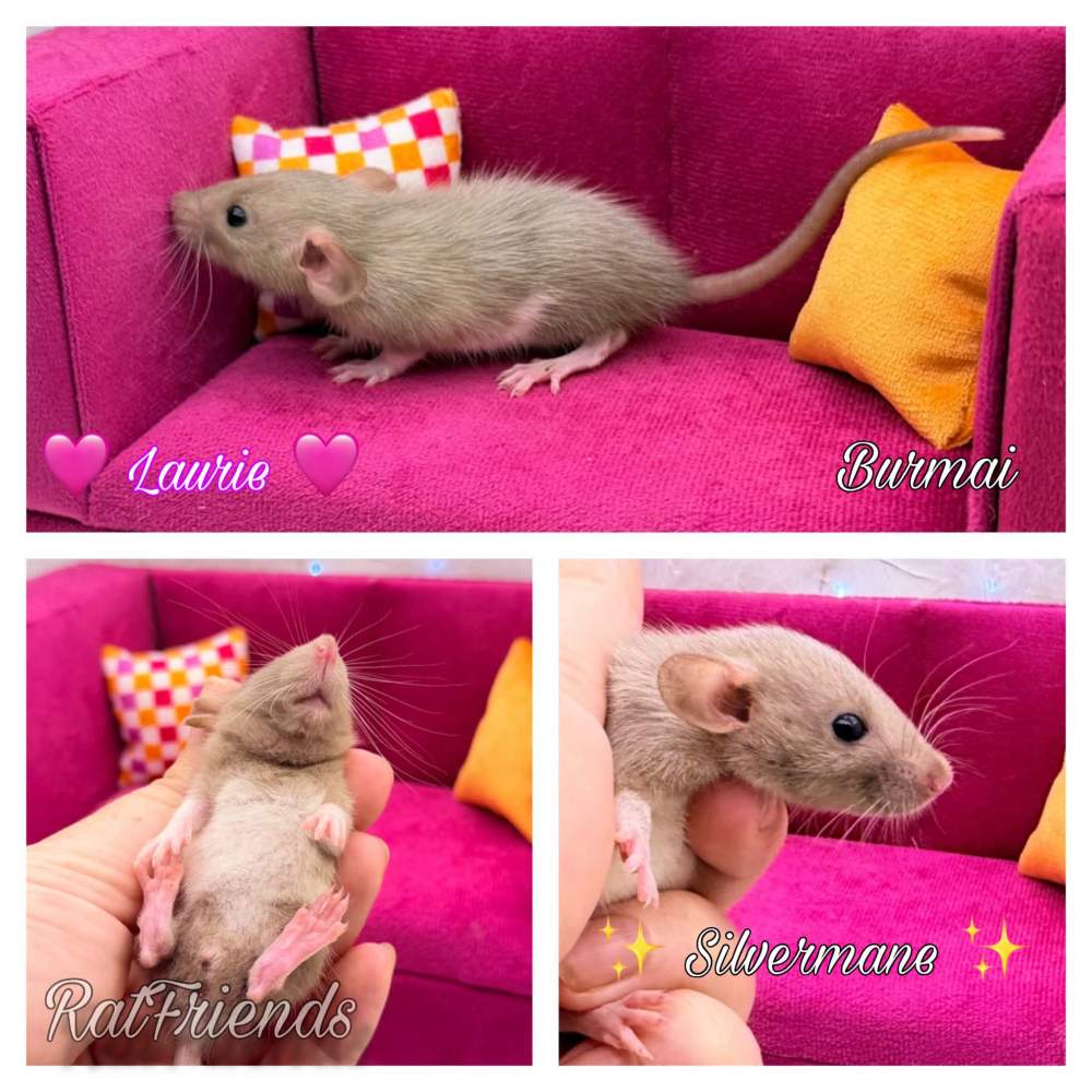 Fancy rat Available for rehoming Rattus norvegicus 