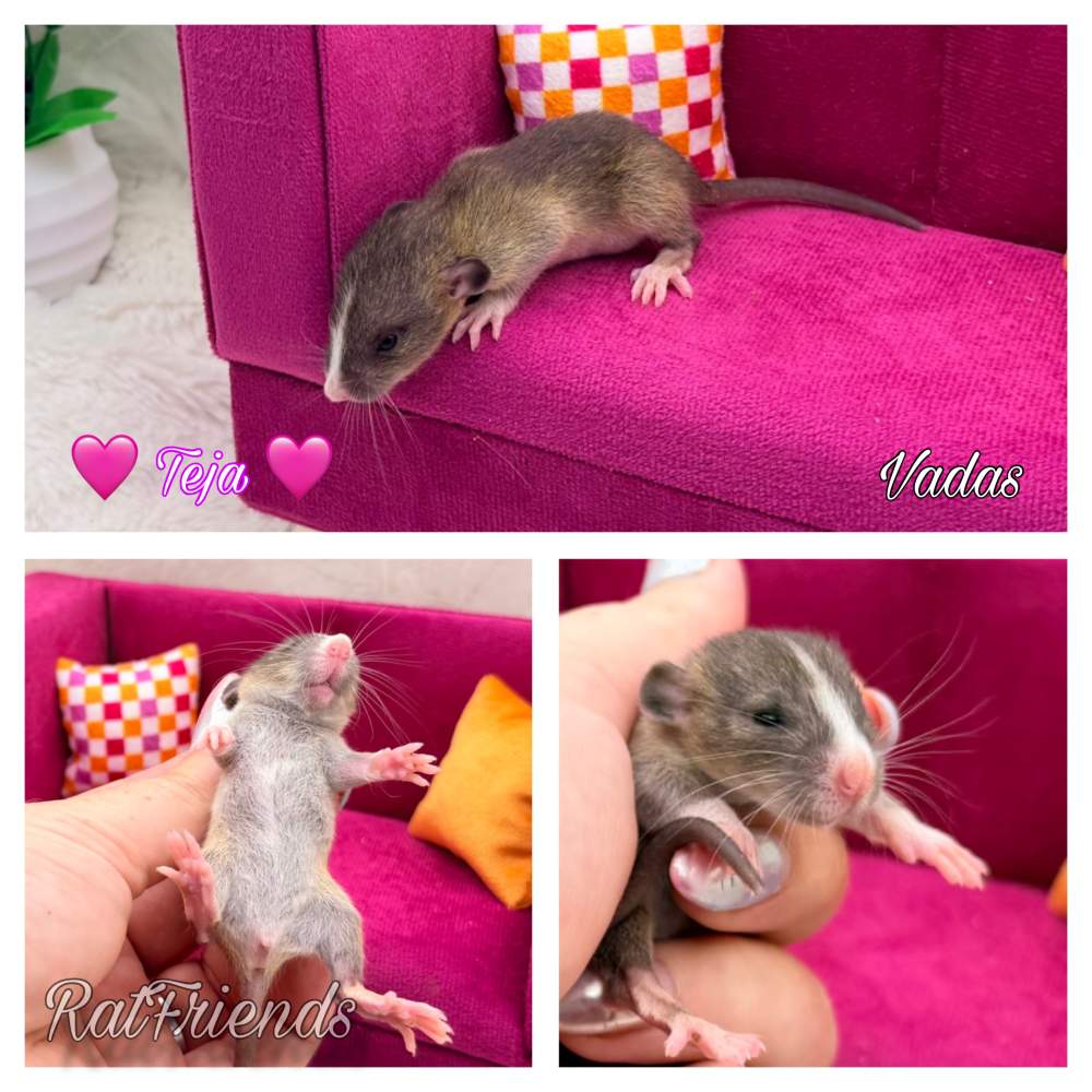 Fancy rat Breeder Rattus norvegicus 