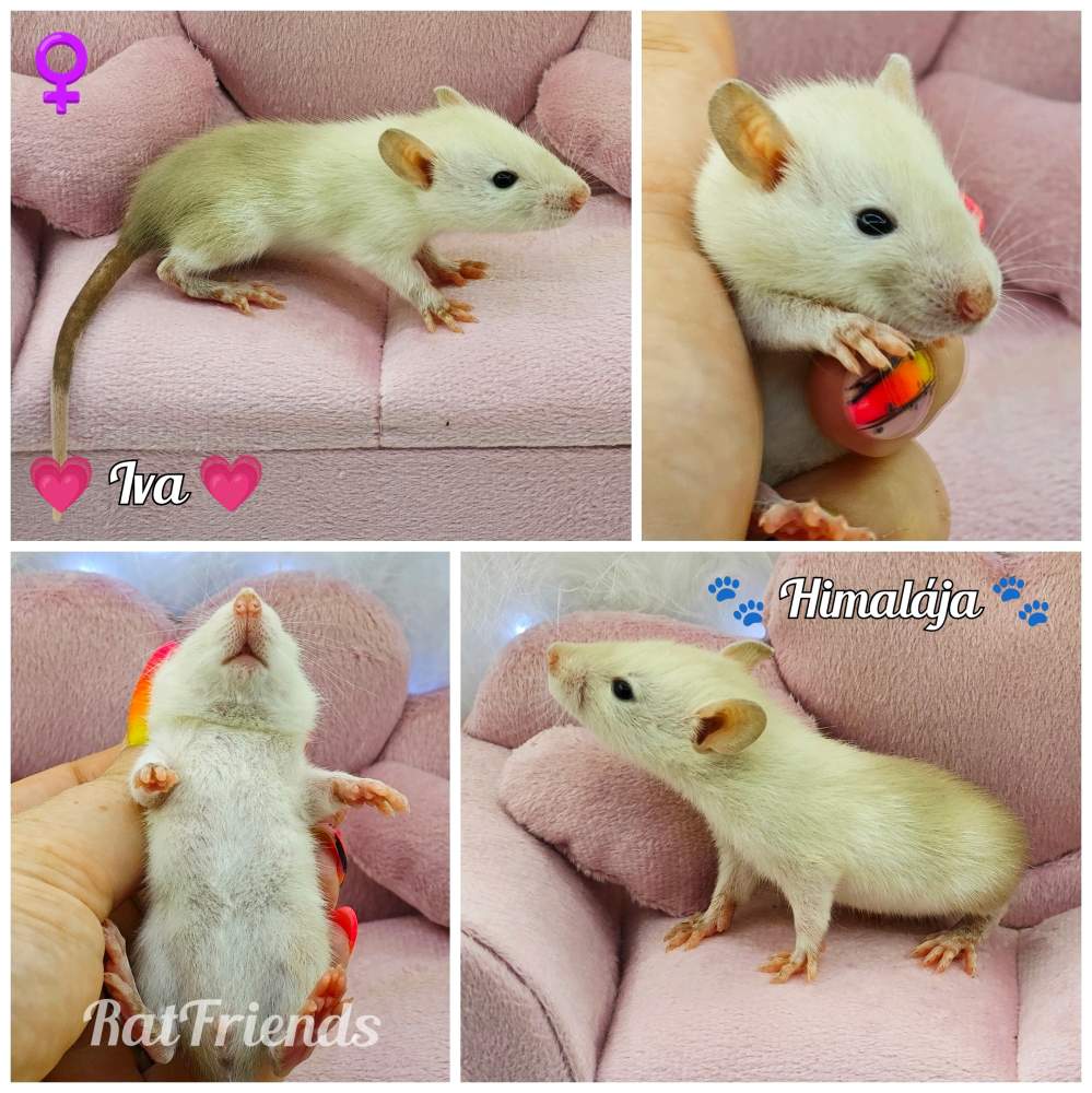 Fancy rat Available for rehoming Rattus norvegicus 