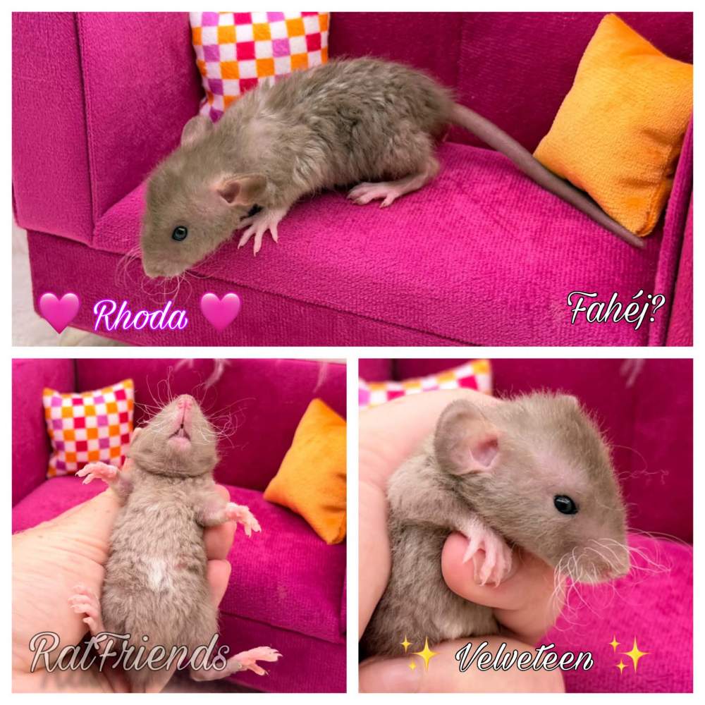 Fancy rat Available for rehoming Rattus norvegicus 