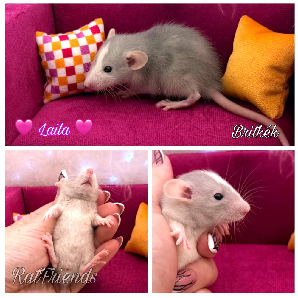 Fancy rat Available for rehoming Rattus norvegicus 