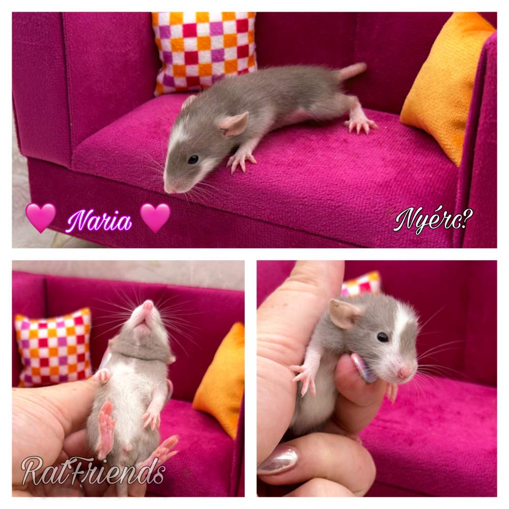 Fancy rat Breeder Rattus norvegicus 