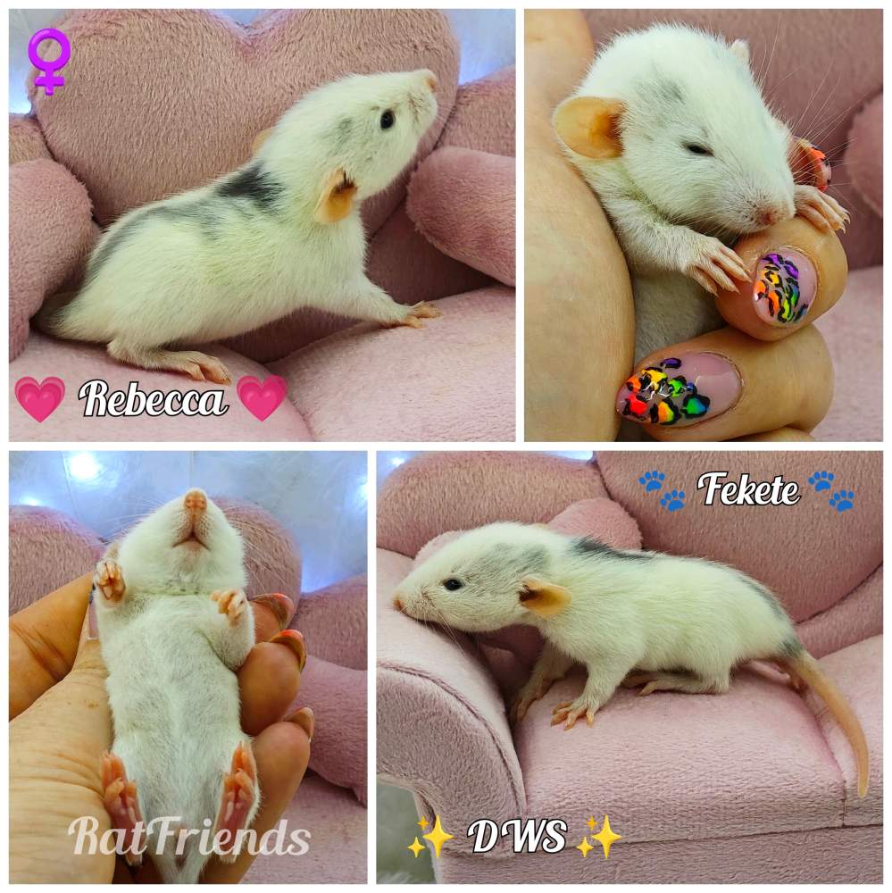 Fancy rat Owned by other Rattus norvegicus 