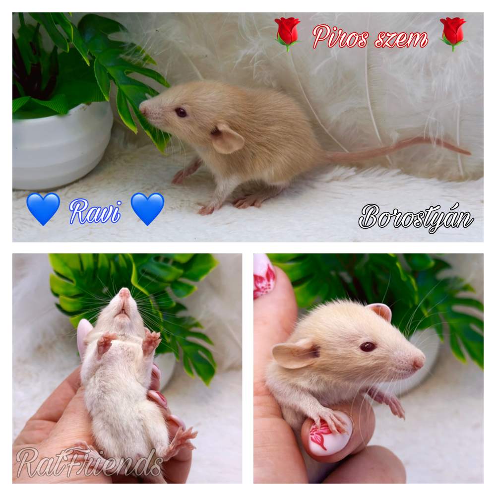 Fancy rat Available for rehoming Rattus norvegicus 