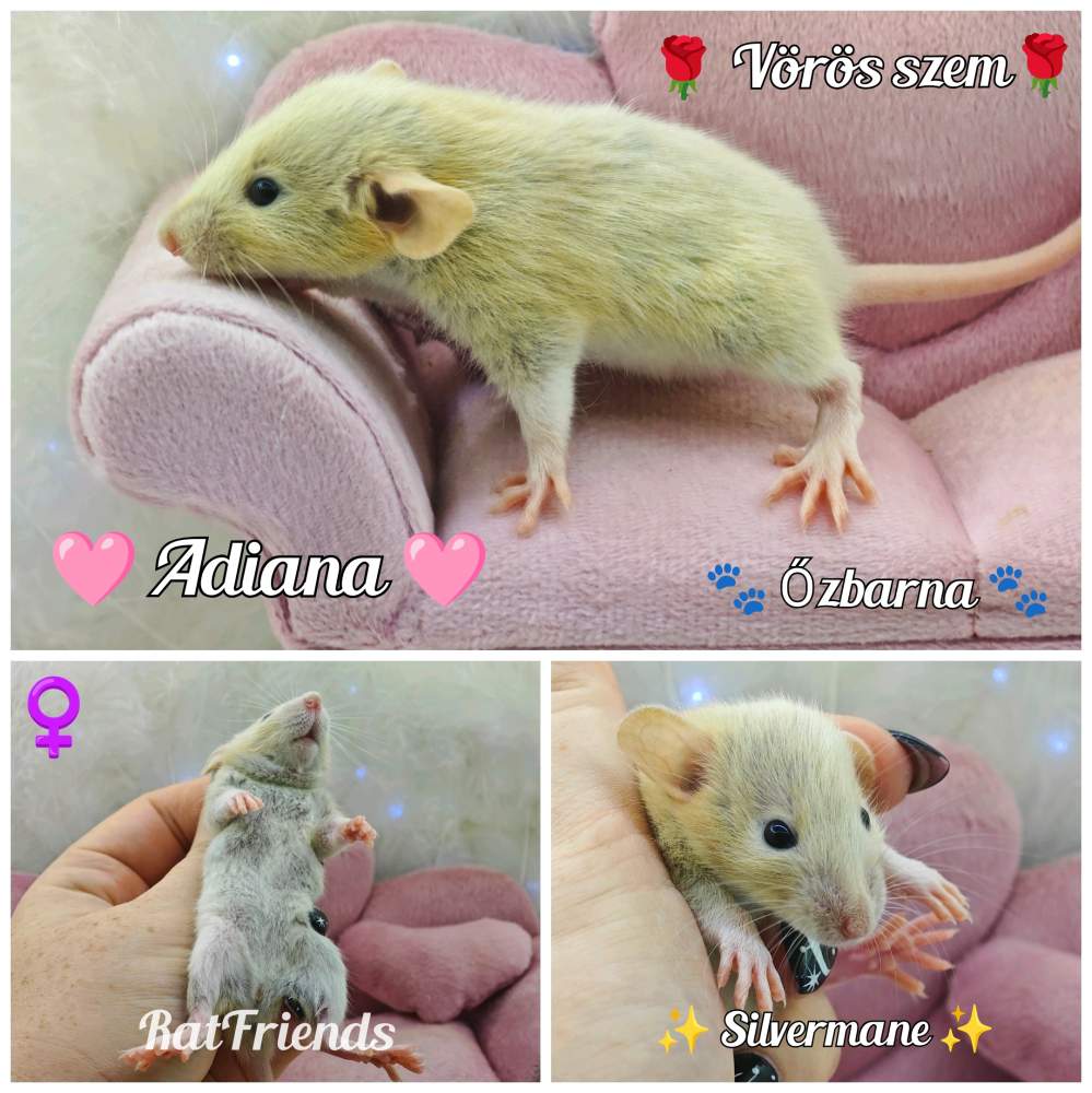 Fancy rat Breeder Rattus norvegicus 