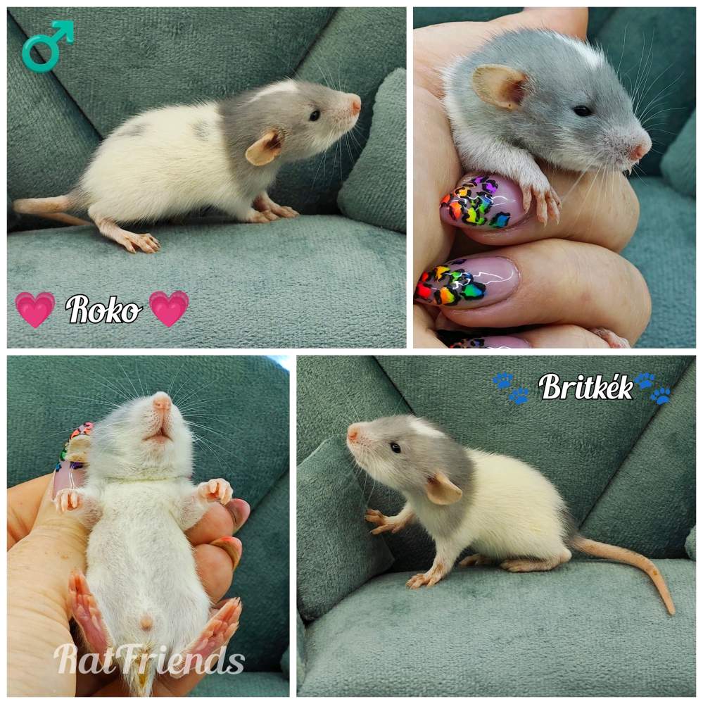 Fancy rat Owned by other Rattus norvegicus 