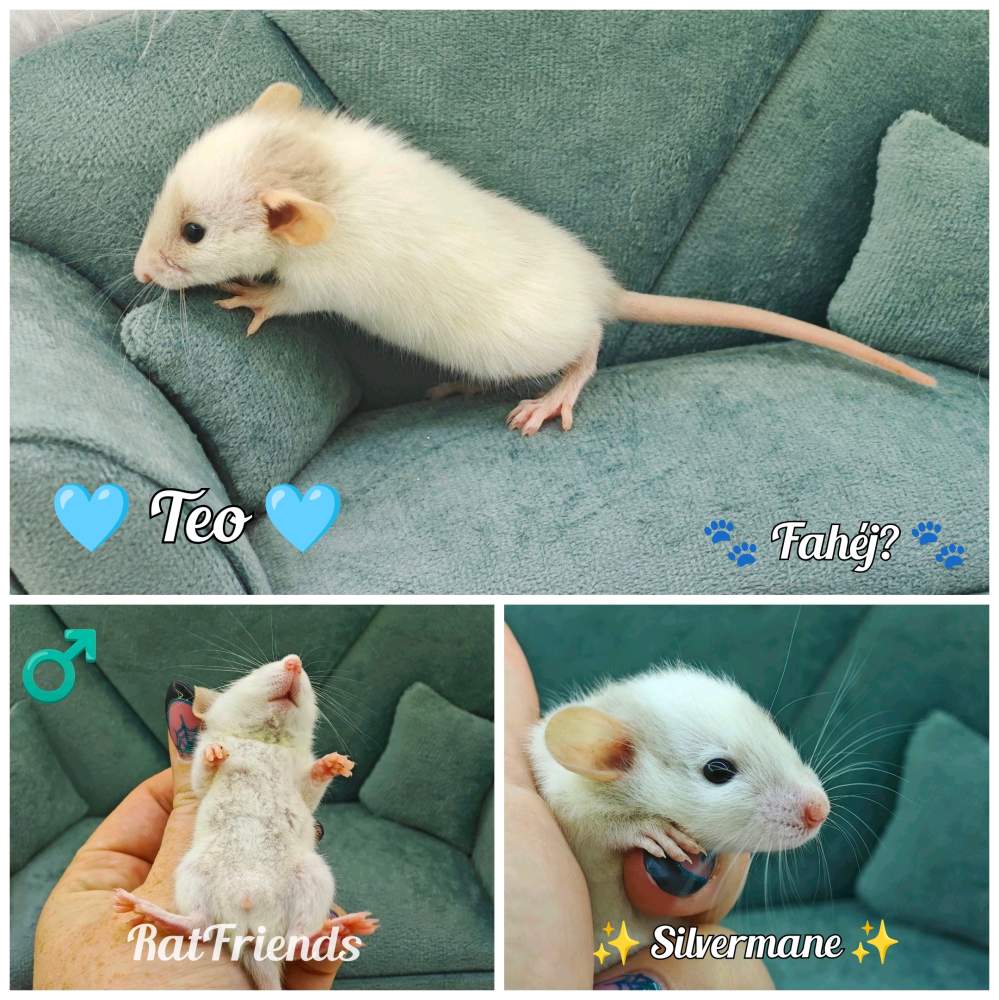 Fancy rat Available for rehoming Rattus norvegicus 