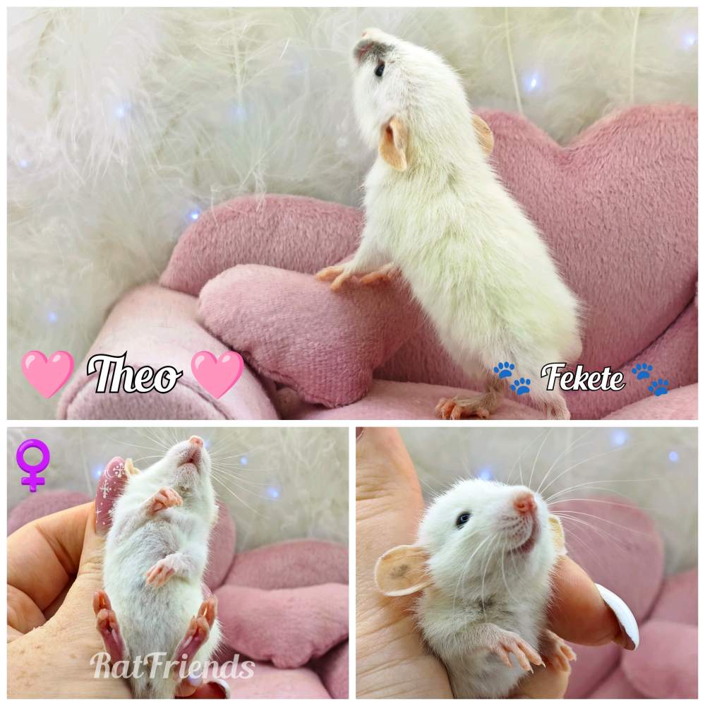 Fancy rat Available for rehoming Rattus norvegicus 