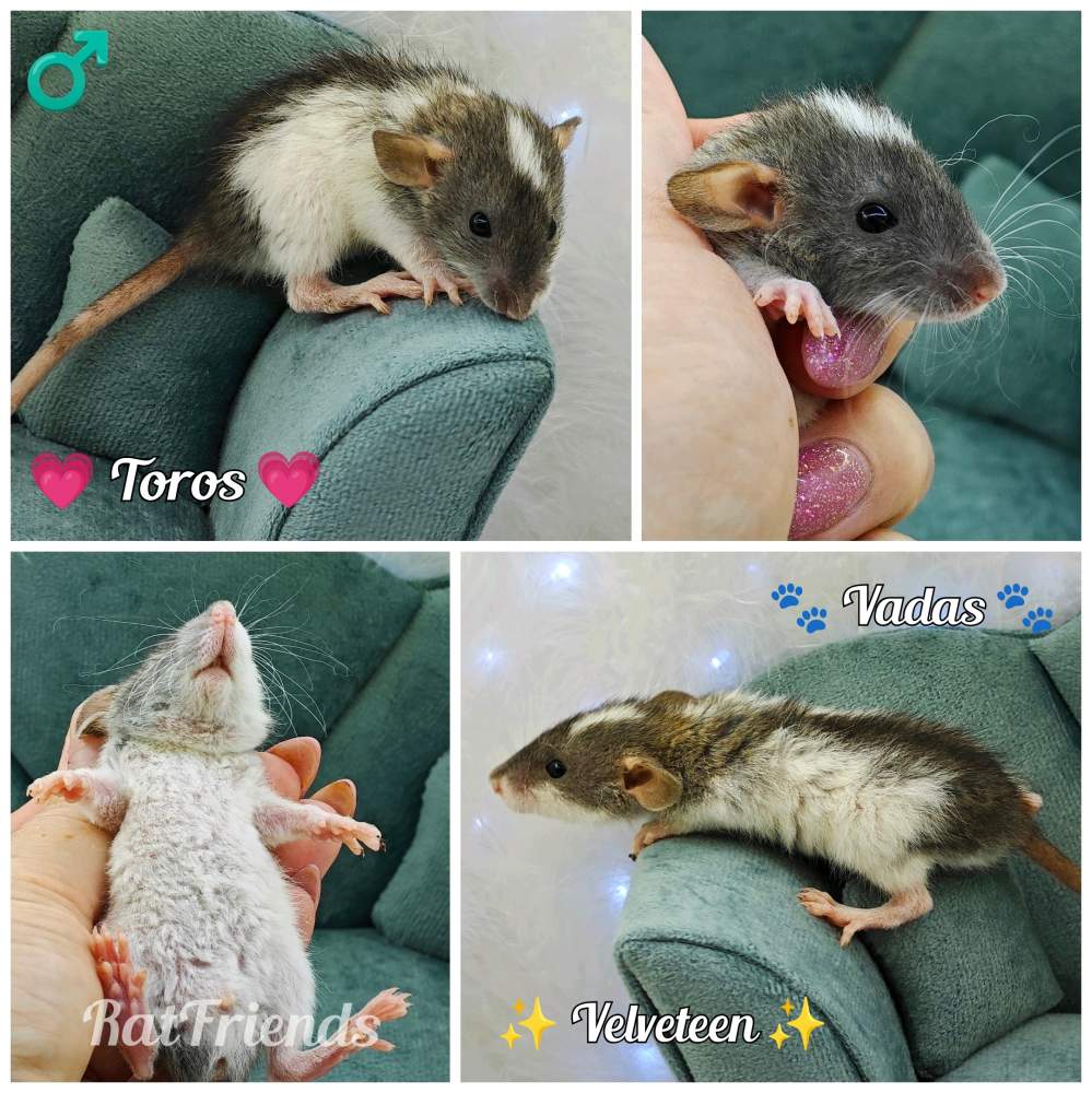 Fancy rat Available for rehoming Rattus norvegicus 