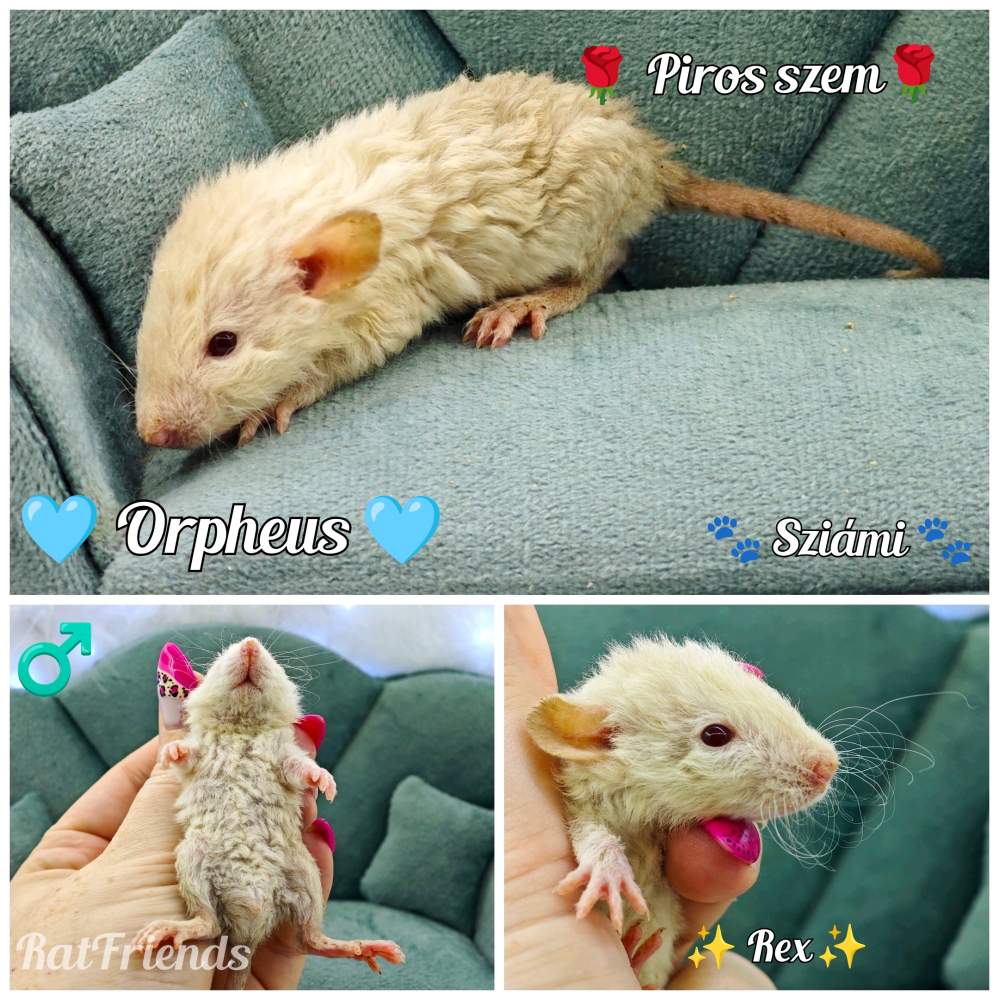 Fancy rat Available for rehoming Rattus norvegicus 