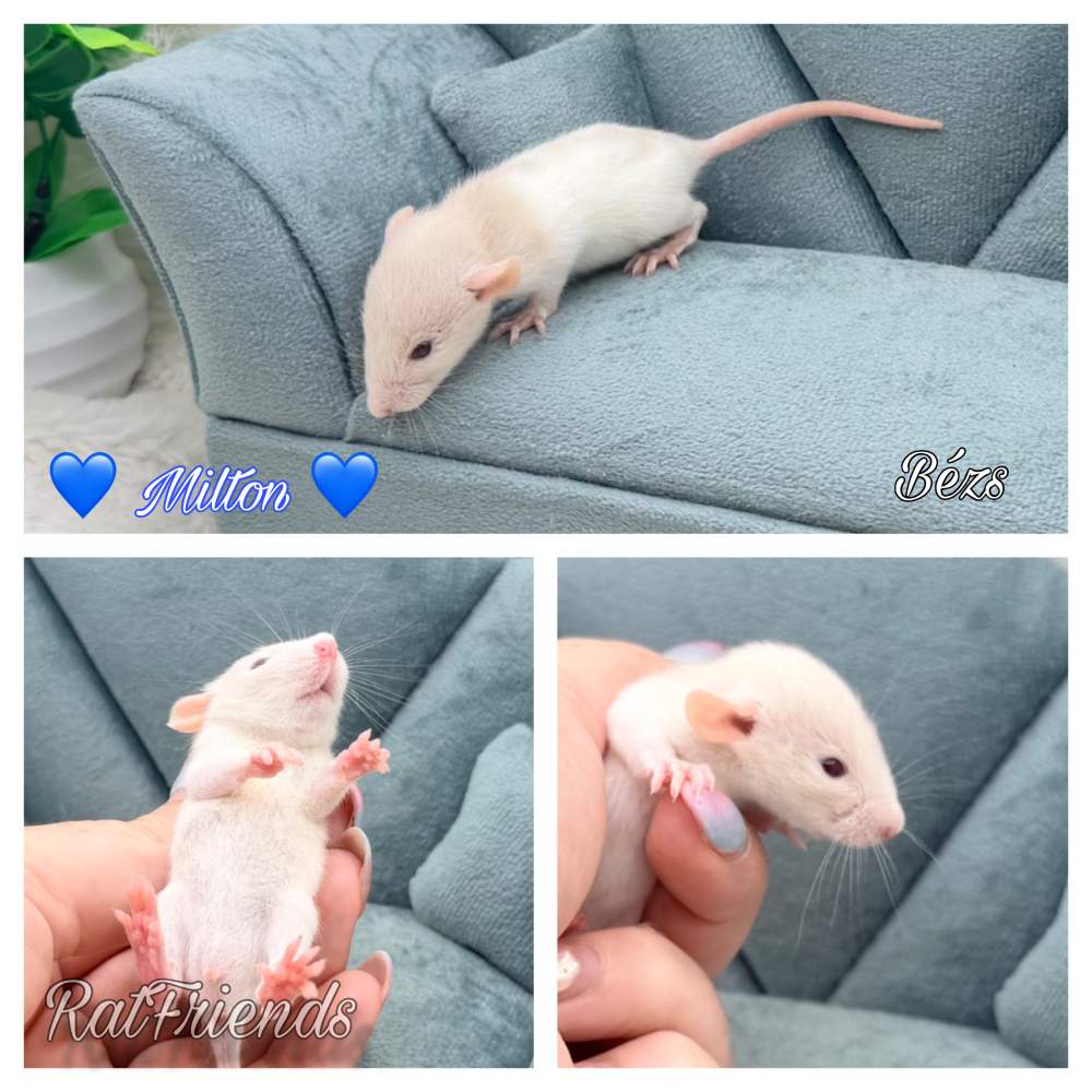 Fancy rat Available for rehoming Rattus norvegicus 