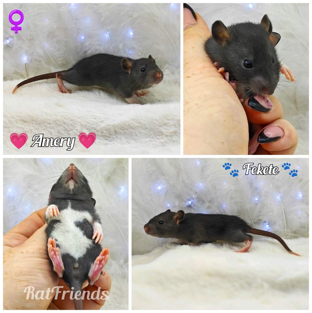 Fancy rat Owned by other Rattus norvegicus 
