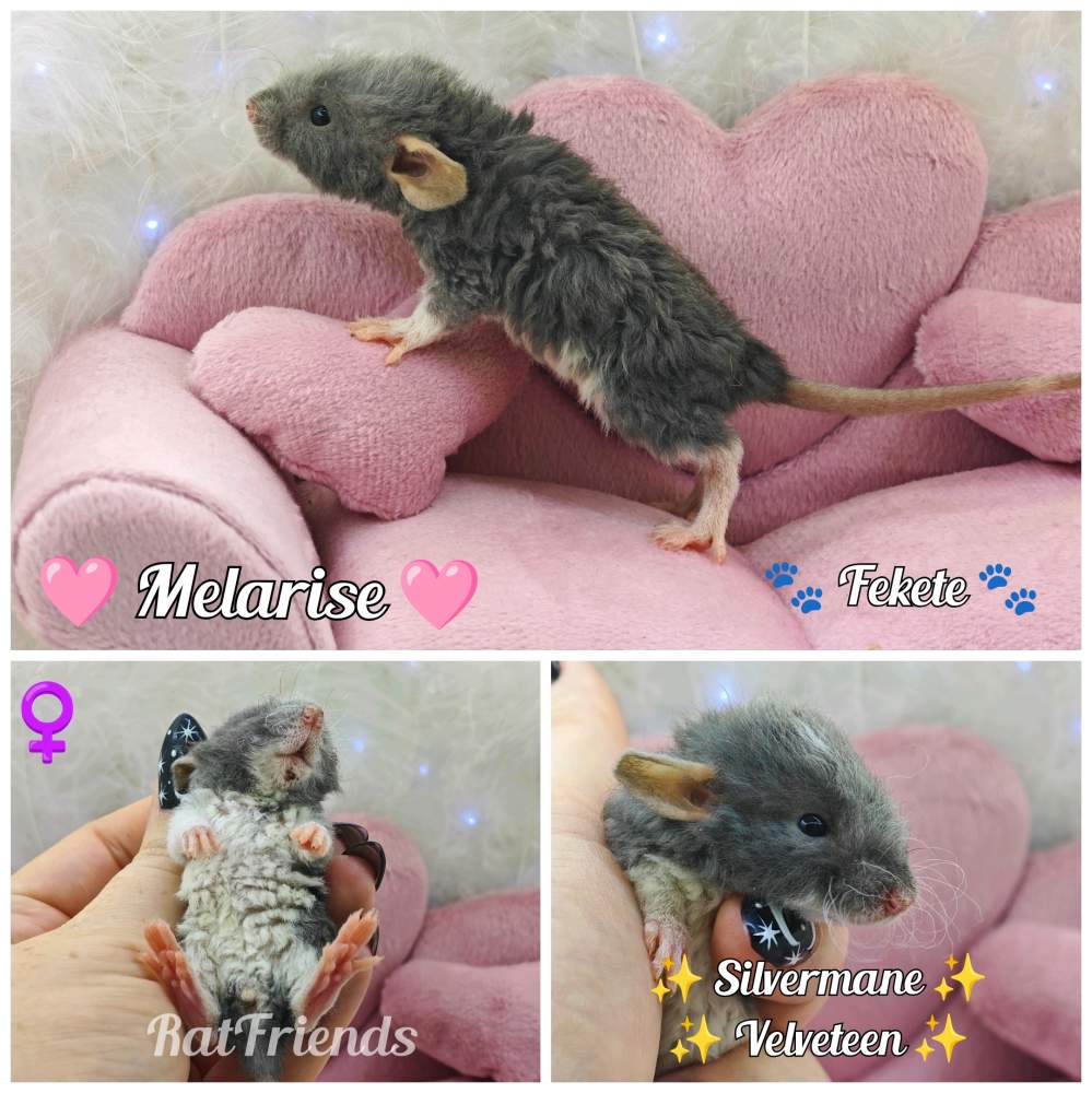 Fancy rat Available for rehoming Rattus norvegicus 