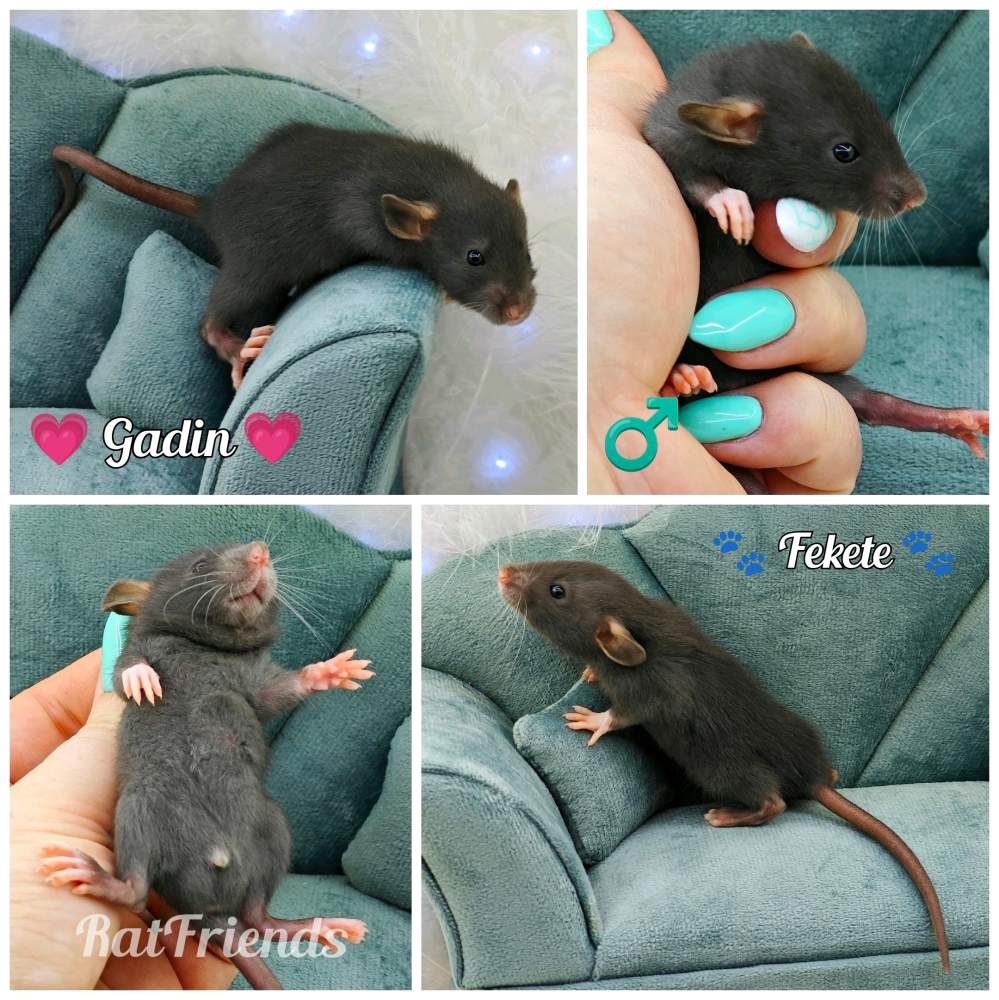 Fancy rat Owned by other Rattus norvegicus 