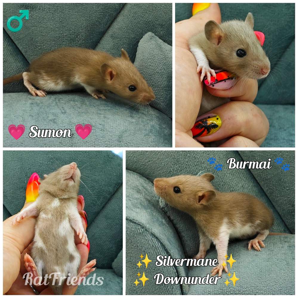 Fancy rat Available for rehoming Rattus norvegicus 