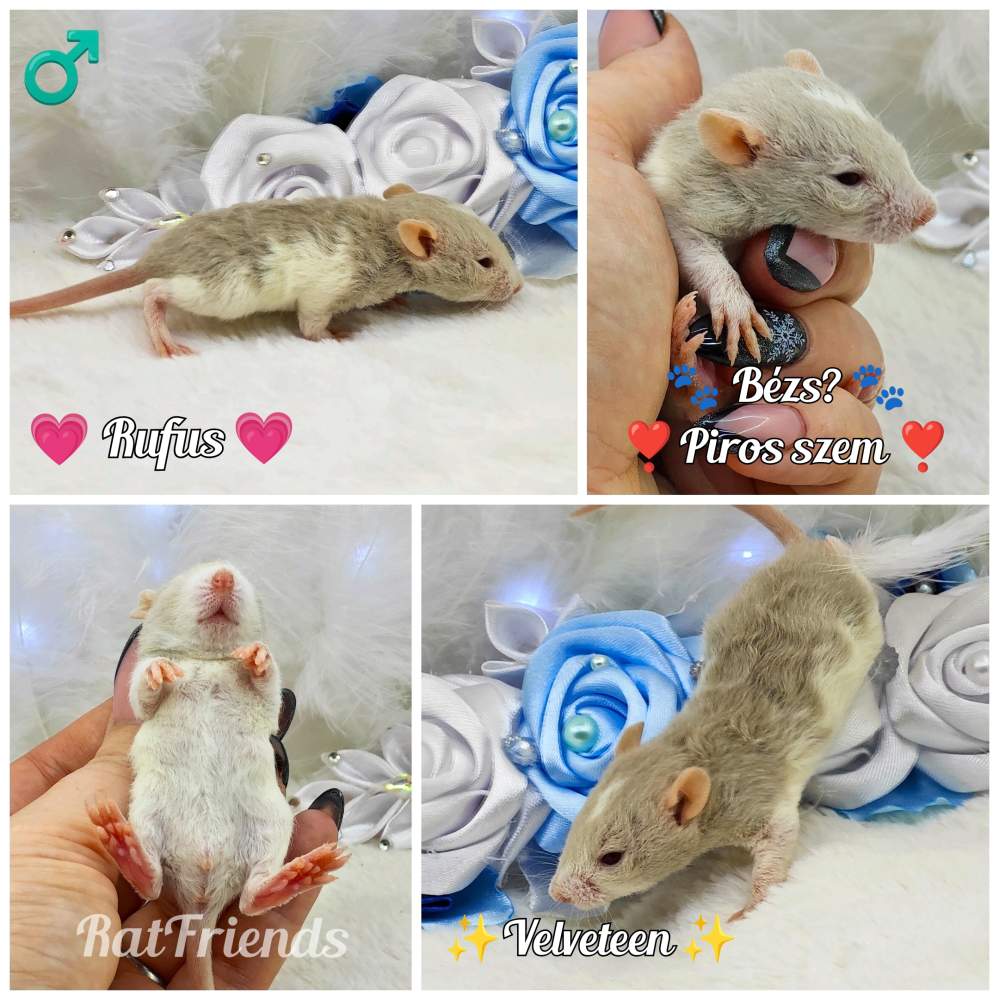 Fancy rat Owned by other Rattus norvegicus 