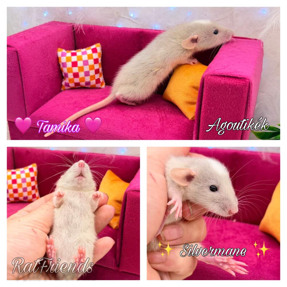 Fancy rat Available for rehoming Rattus norvegicus 