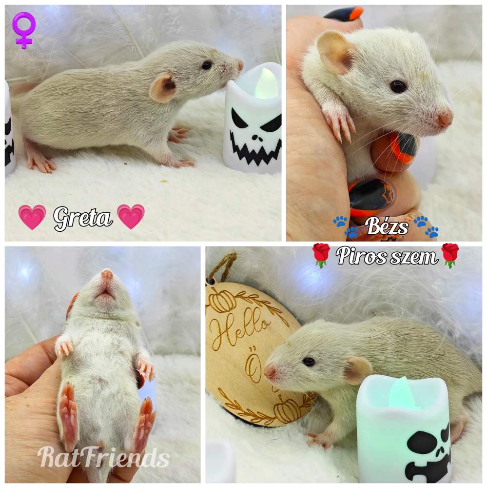 Fancy rat Owned by other Rattus norvegicus 