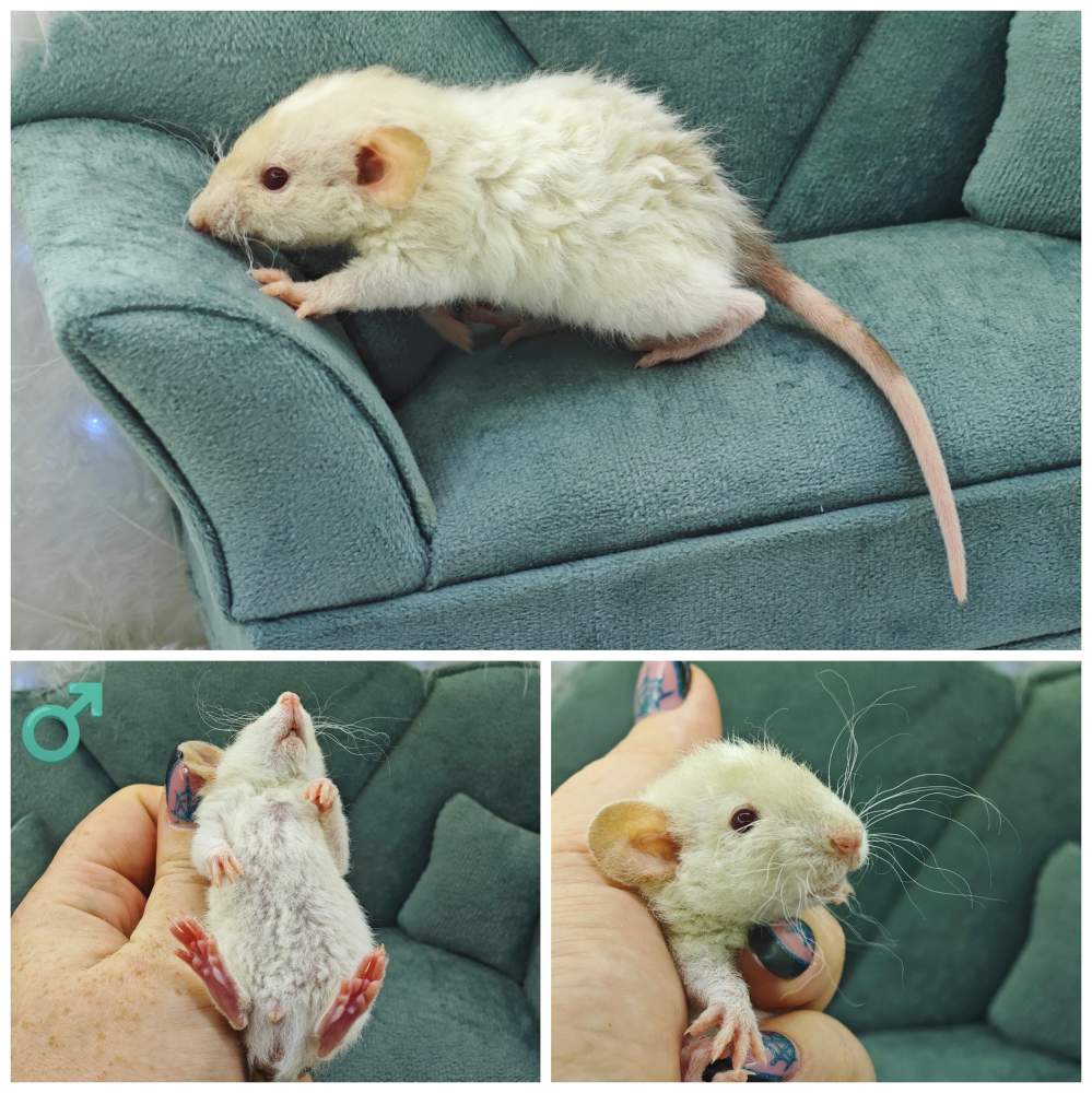 Fancy rat Breeder Rattus norvegicus 