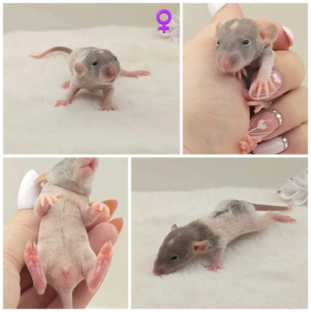 Fancy rat Owned by other Rattus norvegicus 