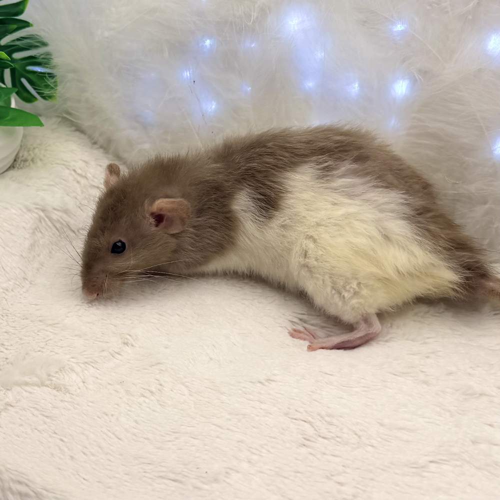 Fancy rat Breeder Rattus norvegicus 