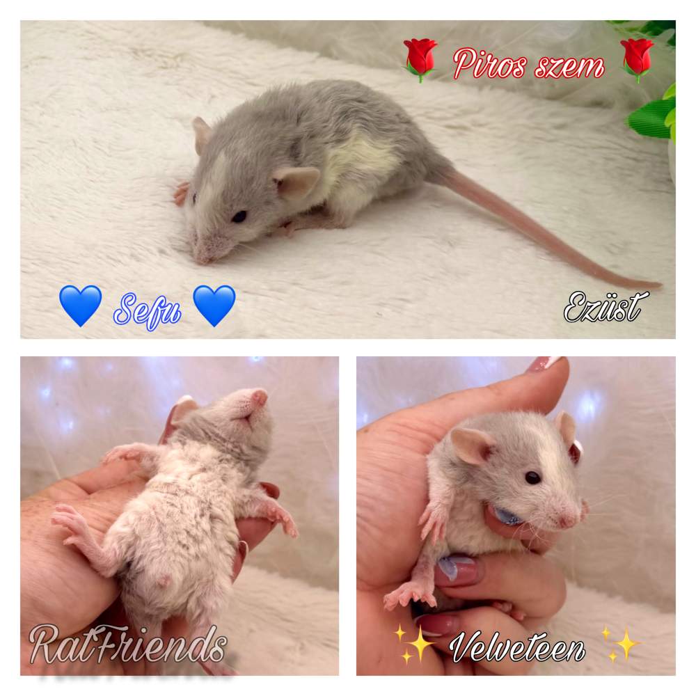 Fancy rat Breeder Rattus norvegicus 