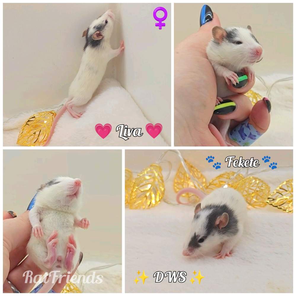 Fancy rat Owned by other Rattus norvegicus 