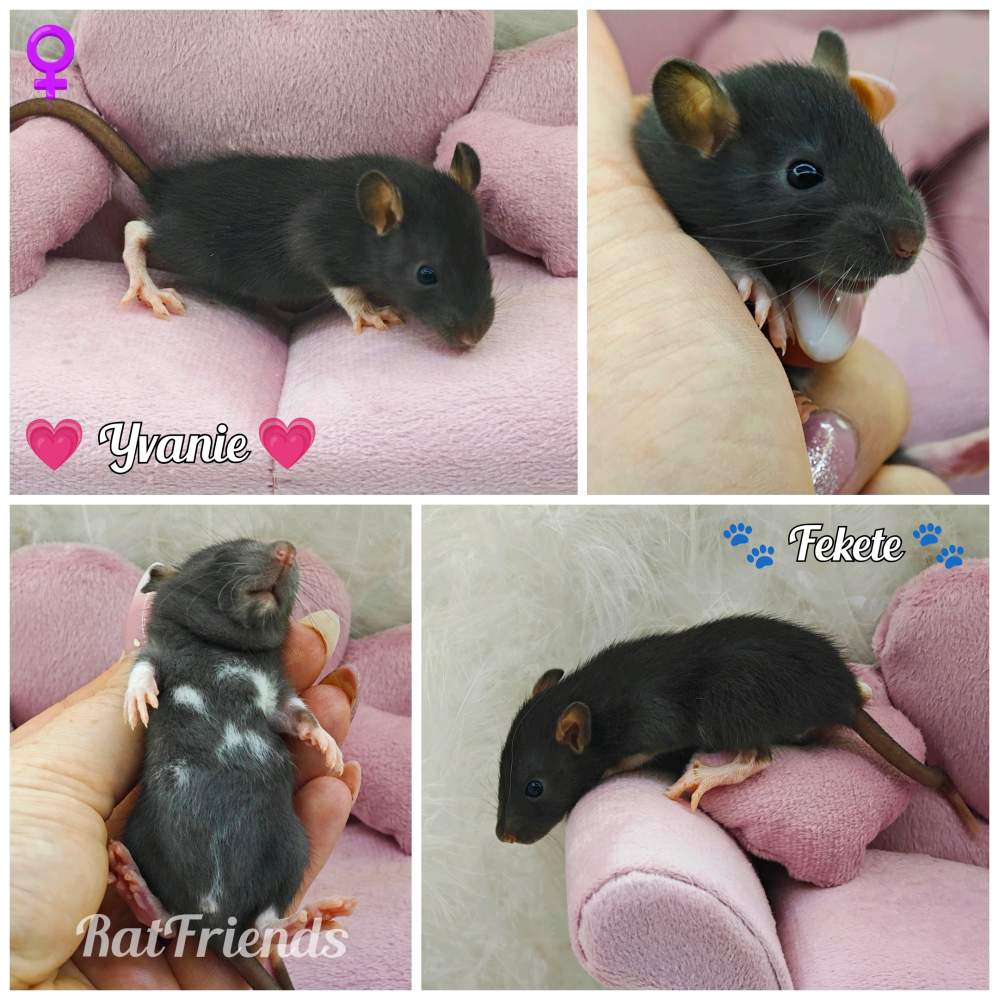 Fancy rat Breeder Rattus norvegicus 