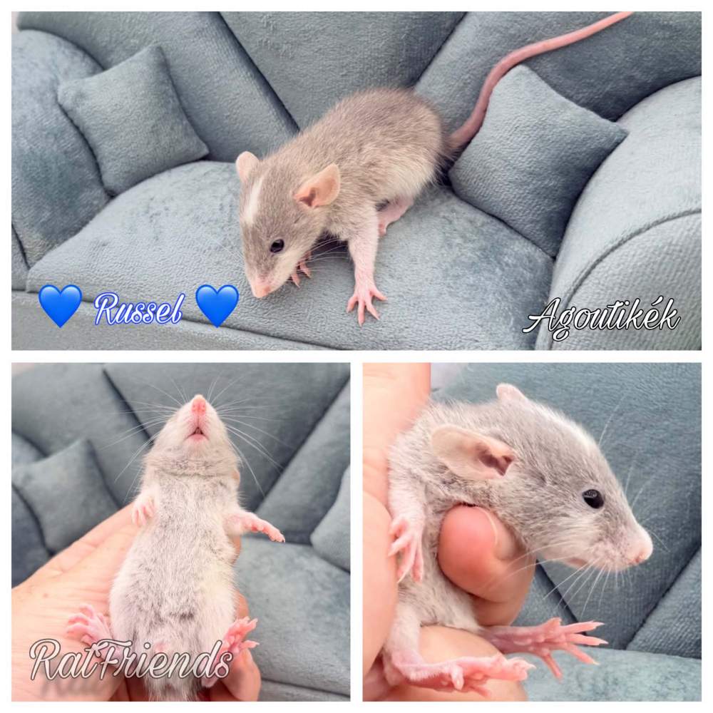 Fancy rat Rehomed Rattus norvegicus 