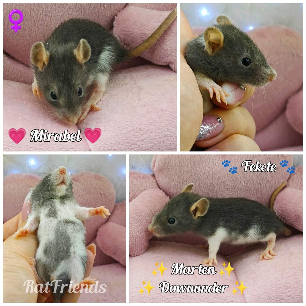 Fancy rat Breeder Rattus norvegicus 