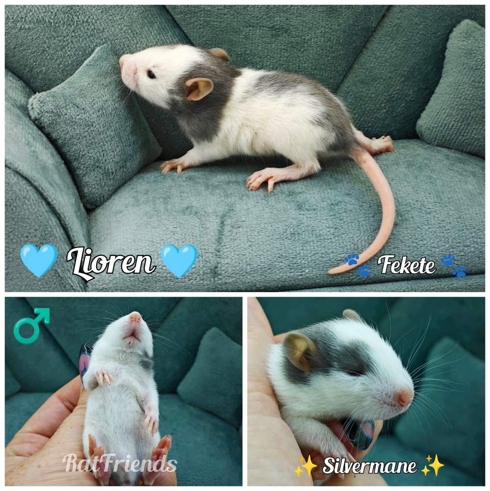 Fancy rat Rehomed Rattus norvegicus 
