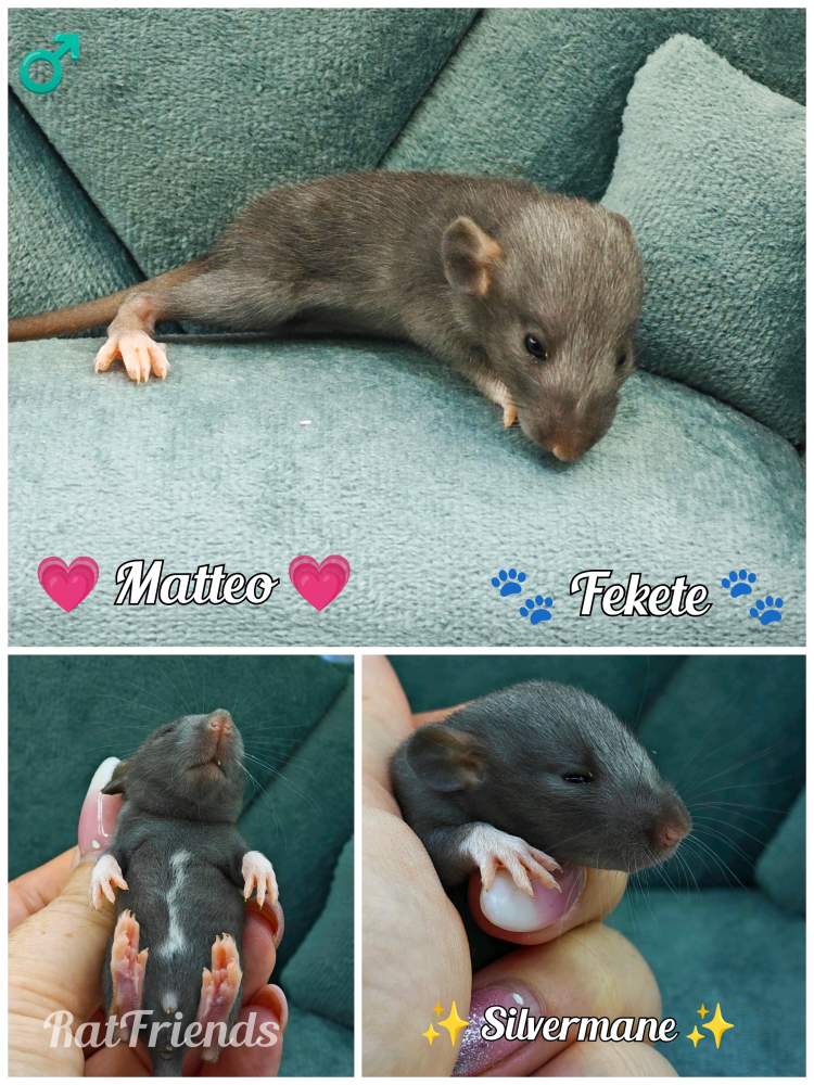 Fancy rat Available for rehoming Rattus norvegicus 