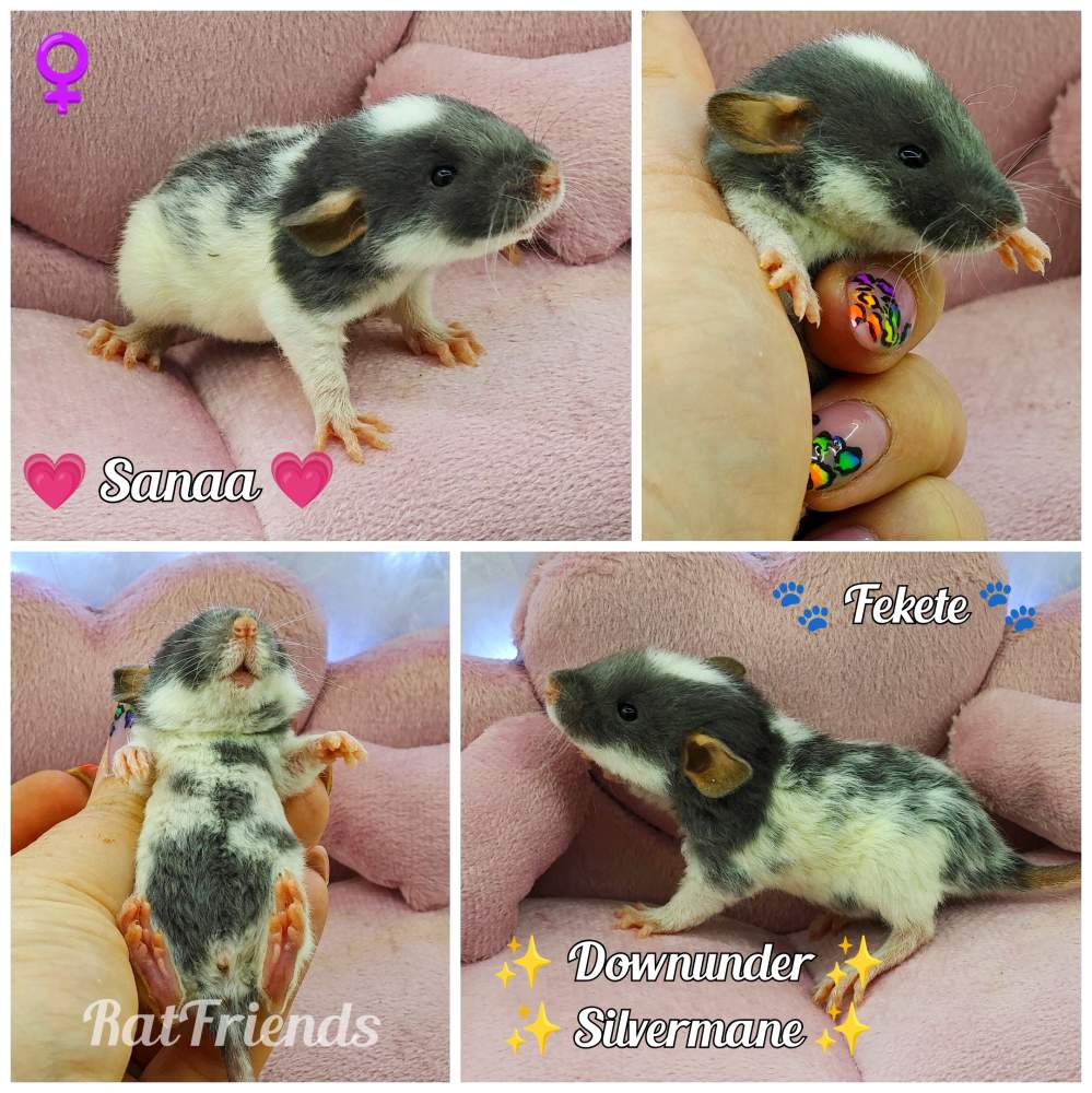 Fancy rat Breeder Rattus norvegicus 