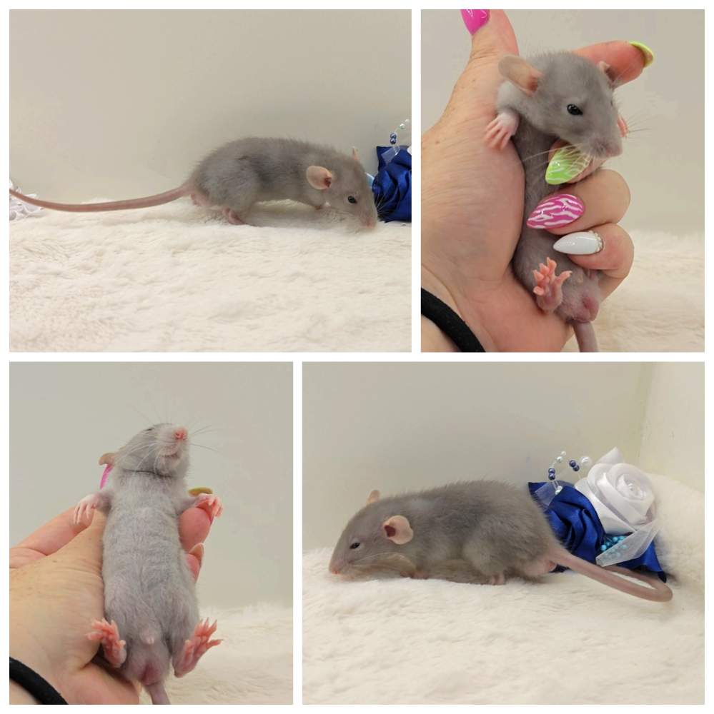Fancy rat Owned by other Rattus norvegicus 