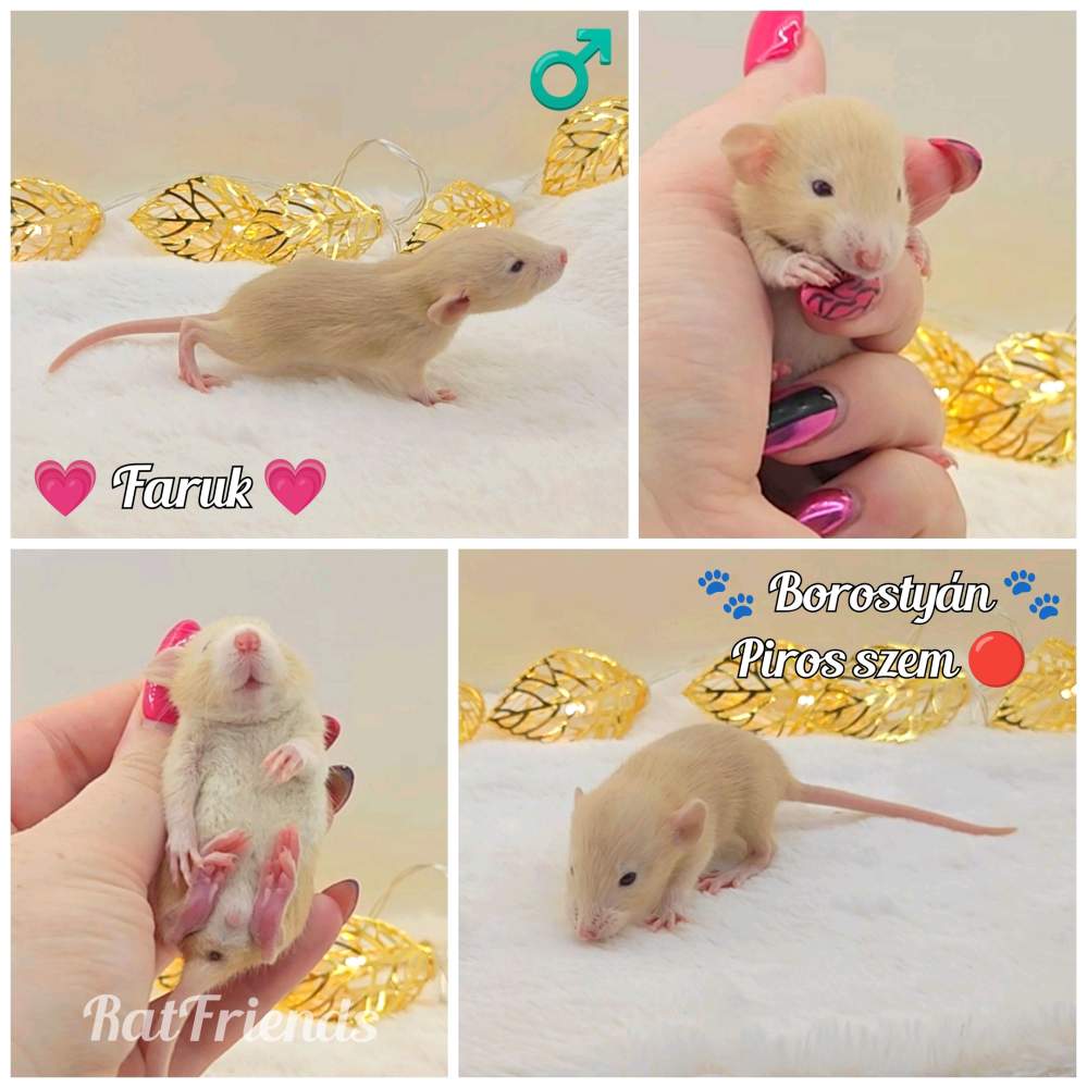 Fancy rat Owned by other Rattus norvegicus 