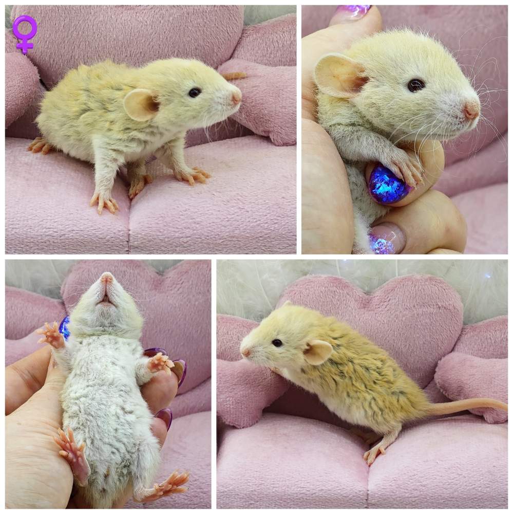 Fancy rat Owned by other Rattus norvegicus 