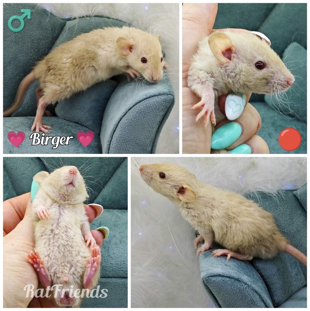 Fancy rat Owned by other Rattus norvegicus 