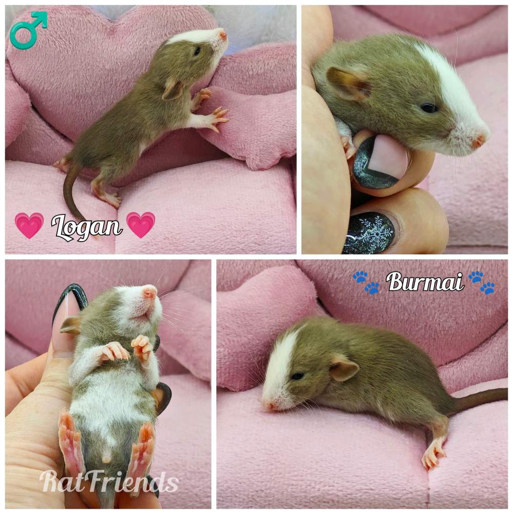 Fancy rat Owned by other Rattus norvegicus 